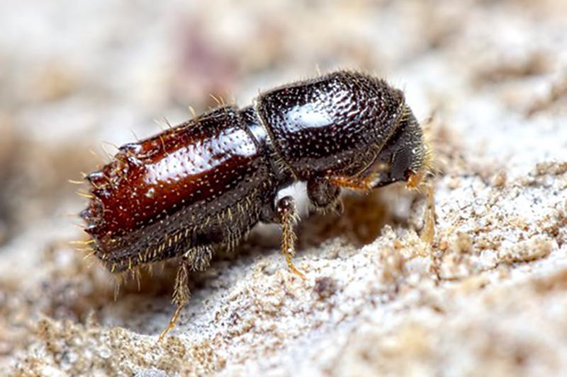 Обыкновенный гравер (Pityogenes chalcographus)