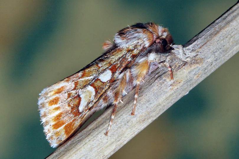 Сосновая совка (Panolis flammea)