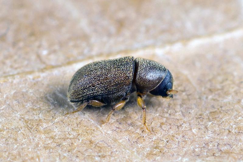Пушистый лубоед, или полиграф (Polygraphus polygraphus)