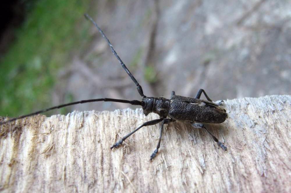 Малый черный еловый усач (Monochamus sutor)