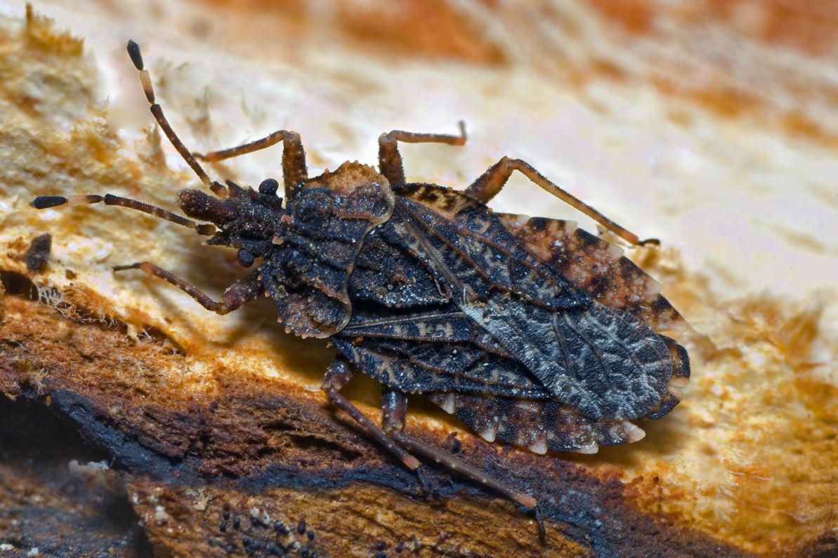 Сосновый подкорный клоп (Aradus cinnamomeus)