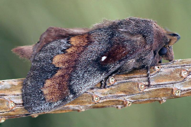 Сосновый коконопряд (Dendrolimus pini)
