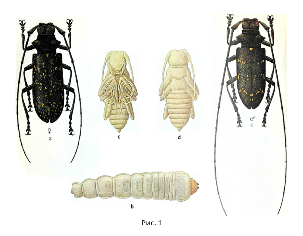Малый черный еловый усач (Monochamus sutor)