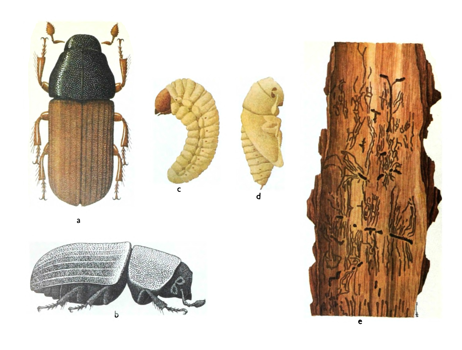 Пушистый лубоед, или полиграф (Polygraphus polygraphus)