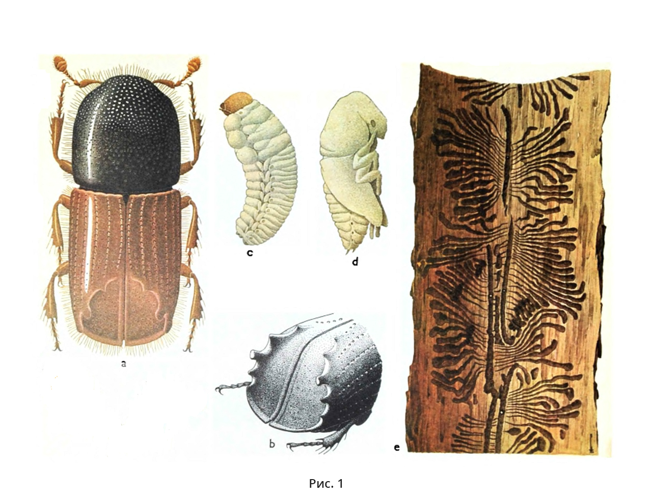 Короед-типограф (Ips tурographus)
