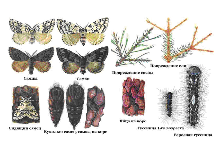 Монашенка (Lymantria monacha)