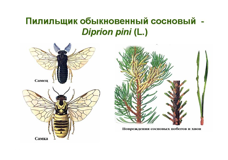 Обыкновенный сосновый пилильщик (Diprion pini)