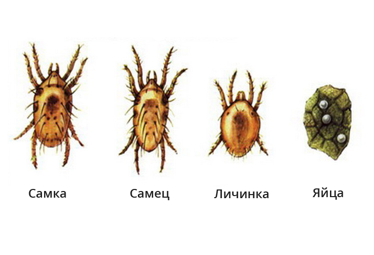 Еловый паутинный клещ (Оligonychus ununguis)