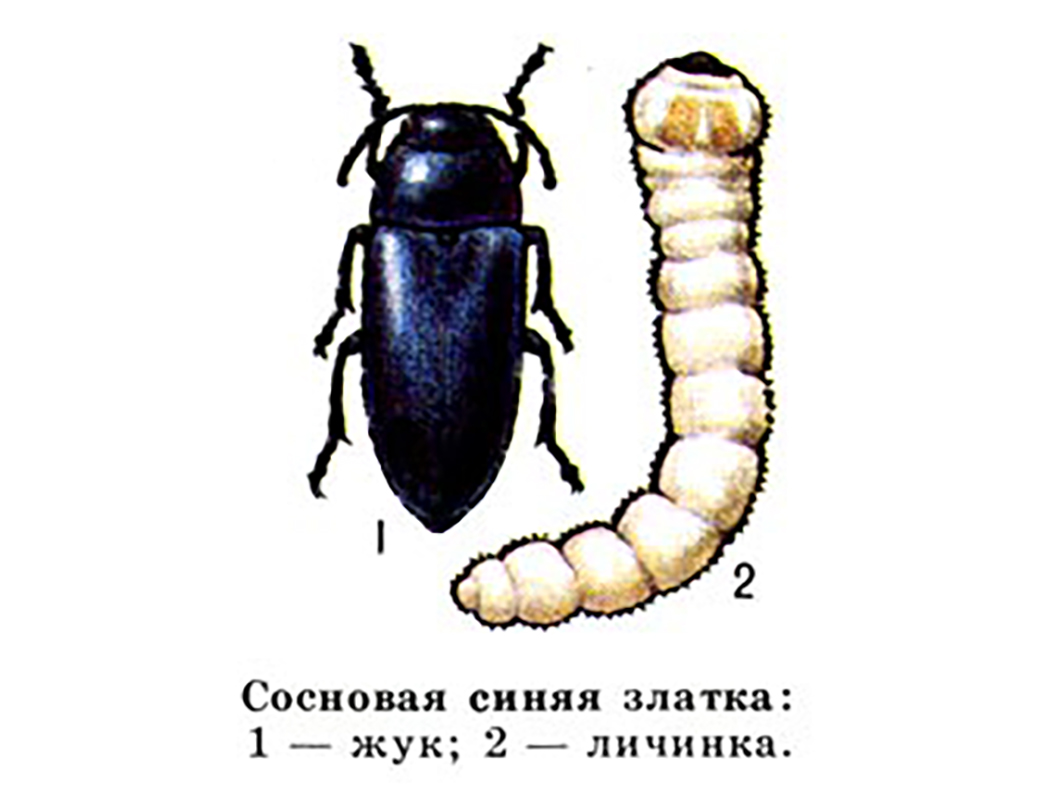 Синяя сосновая златка (Melanophila cyanea)