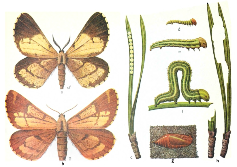 Сосновая пяденица (Bupalus piniarius)
