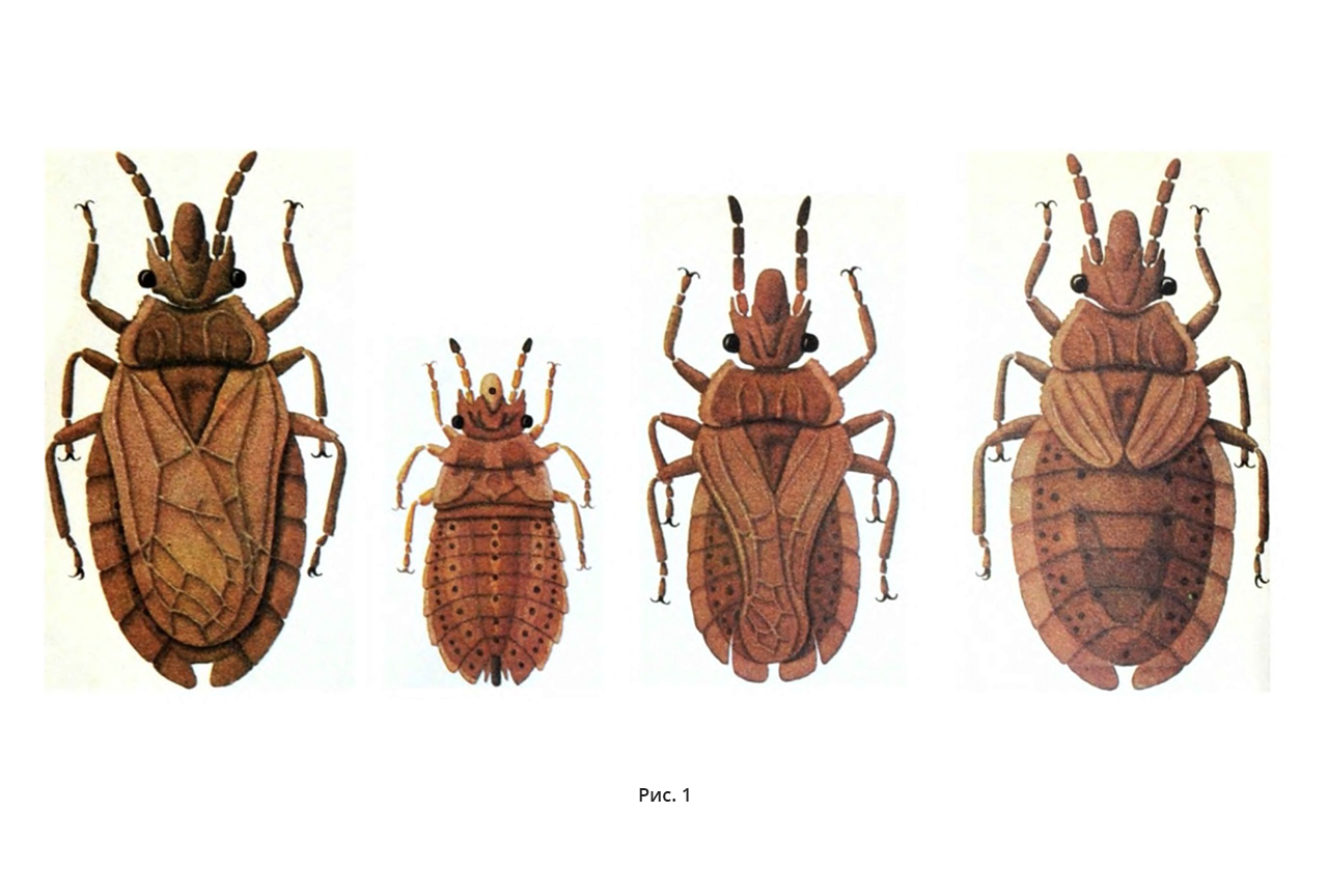 Сосновый подкорный клоп (Aradus cinnamomeus)